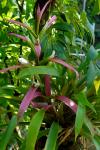 : - Guzmania wittmackii