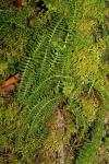 :-Lindsaea repens