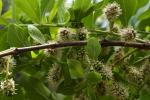 : - Combretum erythrophyllum