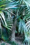 : - Coccothrinax litoralis
