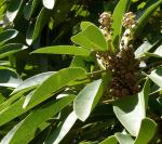 Lorbeerblatt
- Daphniphyllum macropodum