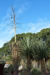 Furcraea macdougallii - Furcraea macdougallii