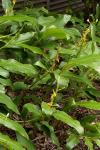 : - Hedychium horsfieldii