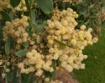 : - Acacia caerulescens