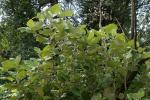 : - Brachyglottis repanda