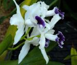 :-Cattleya purpurata