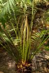 : - Cycas seemannii