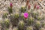 : - Echinocereus enneacanthus