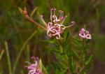 : - Grevillea patulifolia