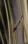 : - Lepironia articulata