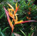 :-Heliconia hirsuta