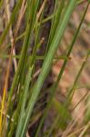 : - Lomandra fluviatilis