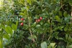 Orangenraute - Murraya paniculata