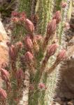 : - Disocactus flagelliformis