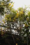 : - Peltophorum africanum