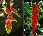 : - Heliconia rostrata