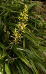 : - Pitcairnia xanthocalyx