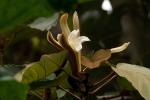 : - Pterospermum acerifolium