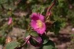 : - Rosa forrestiana