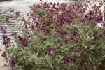 Kanaren-Salbei - Salvia canariensis