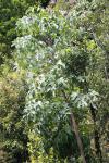: - Heptapleurum delavayi