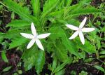 Stern von Bethlehem - Hippobroma longiflora