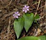 : - Schelhammera undulata