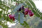 Turibaum - Sesbania grandiflora