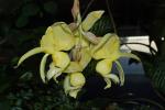: - Stanhopea warszewicziana