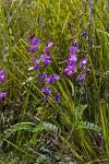 : - Swainsona galegifolia