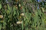 : - Syzygium eucalyptoides