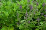 Madeira-Gamander - Teucrium betonicum