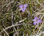 : - Thysanotus patersonii