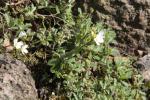 Kaukasische Gänsekresse - Arabis caucasica