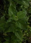 : - Synedrella nodiflora
