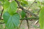 : - Tinospora crispa