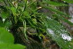 : - Schismatoglottis ahmadii