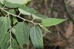 : - Trema tomentosa var. viridis