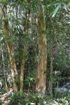 : - Tristaniopsis burmanica