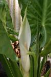: - Typhonodorum lindleyanum