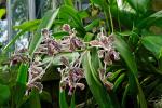 : - Vanda tricolor