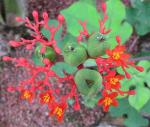 Flaschenpflanze - Jatropha podagrica