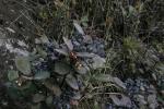 : - Gaultheria notabilis