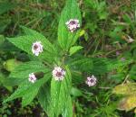Wandelröschen-Lantana trifolia