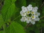 Mexikanischer Oregano - Lippia graveolens