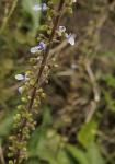 Mottenkönig - Plectranthus parviflorus