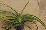 Ehrenberg-Bogenhanf - Dracaena hanningtonii