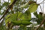 : - Strophanthus wallichii