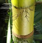 : - Verschaffeltia splendida