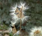 : - Vittadinia cervicularis